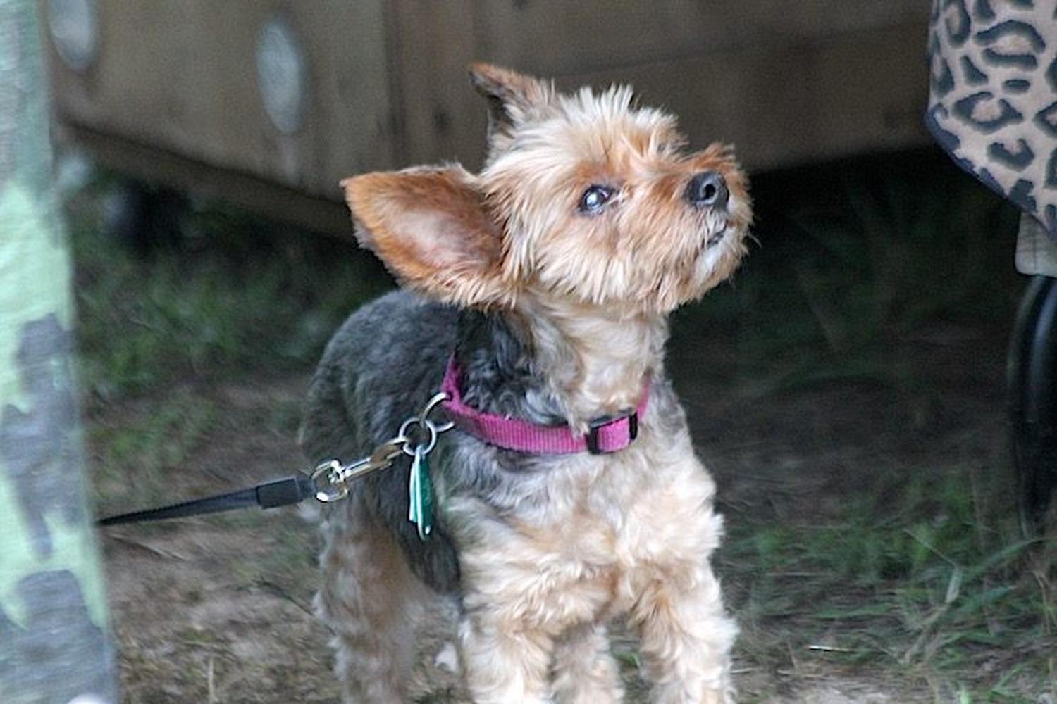 Robert J. Miller Air Dog Park 3