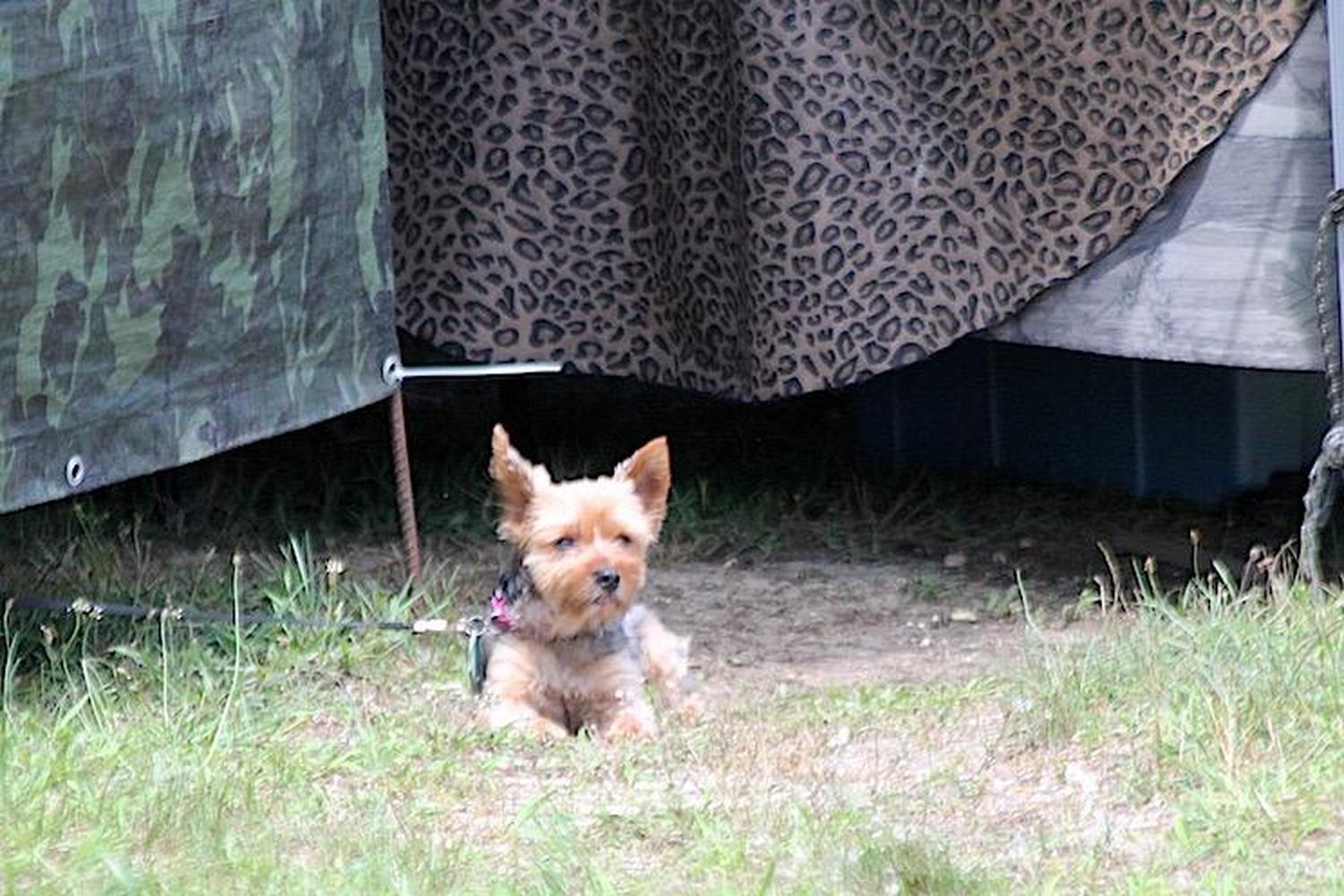 Robert J. Miller Air Dog Park 6