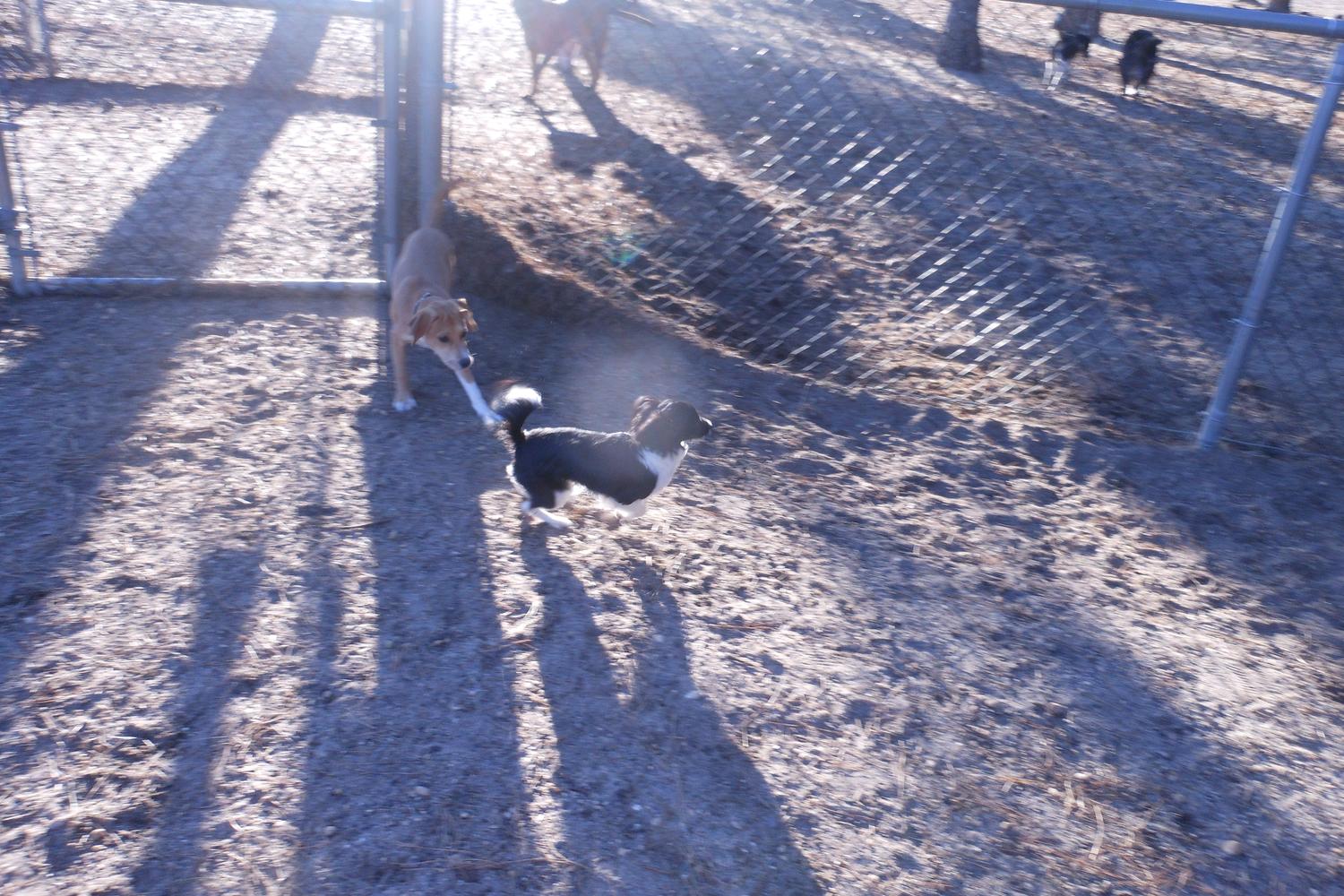 Robert J. Miller Air Dog Park 5