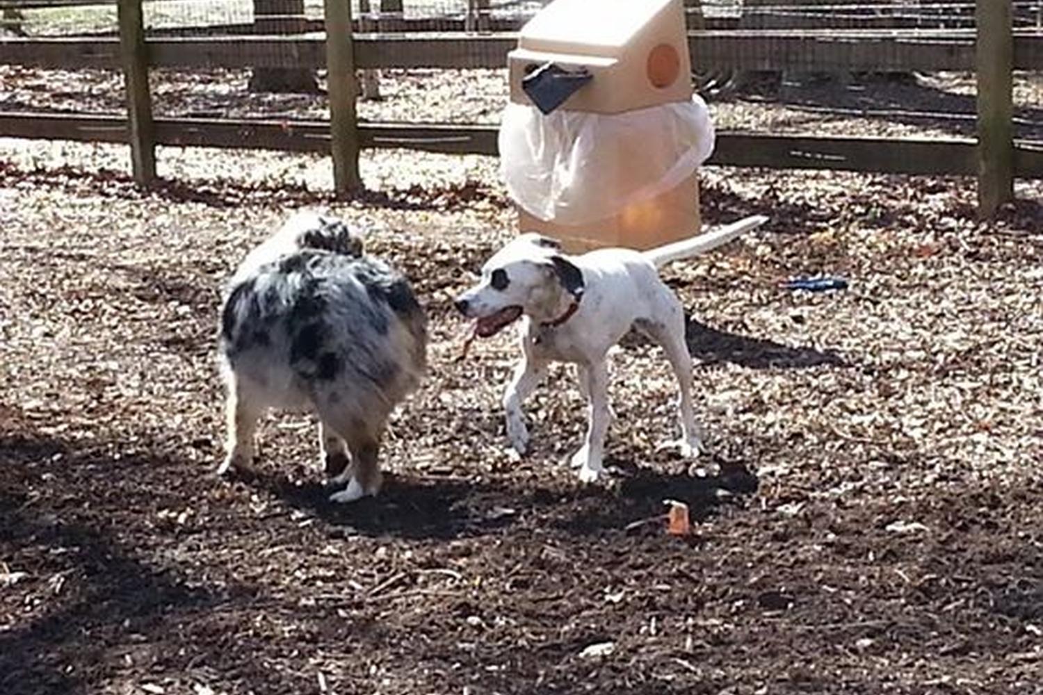 Waller Mill Dog Park 0