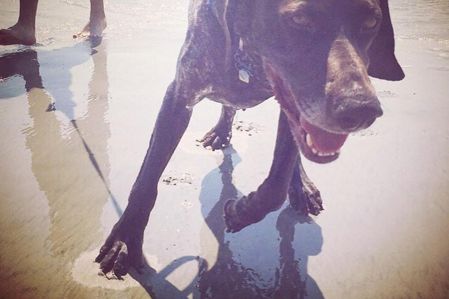 Wildwood Dog Park and Beach 5