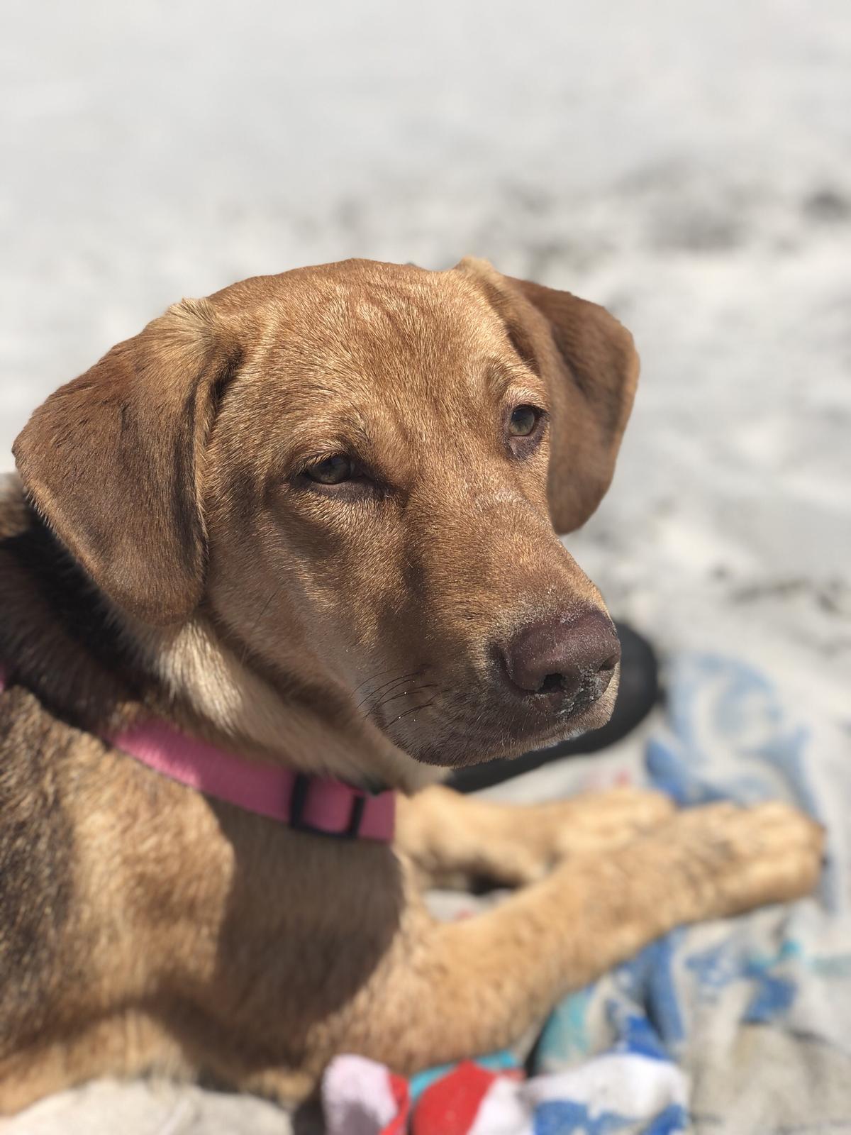 Wildwood Dog Park and Beach 0
