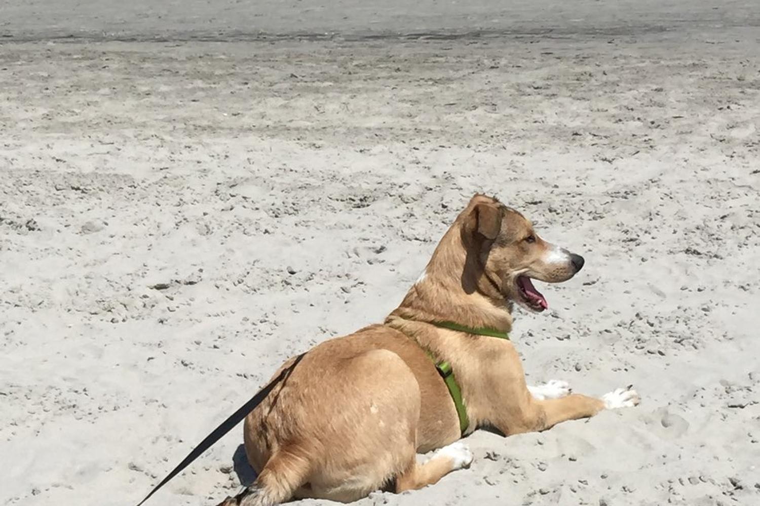 Wildwood Dog Park and Beach 3