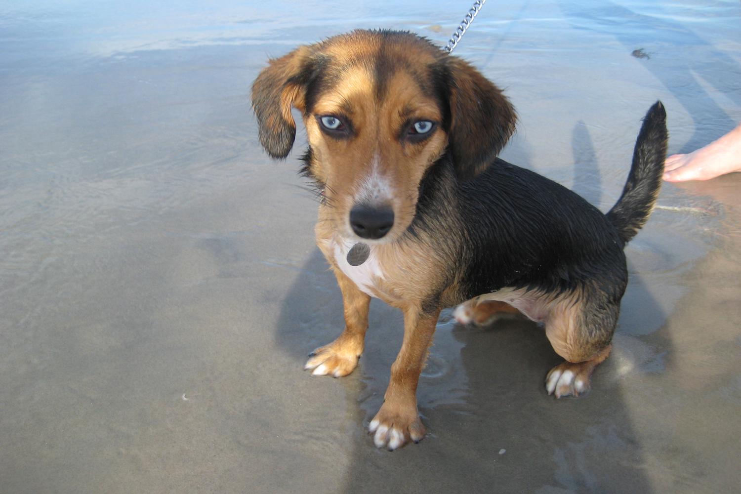 Wildwood Dog Park and Beach 4