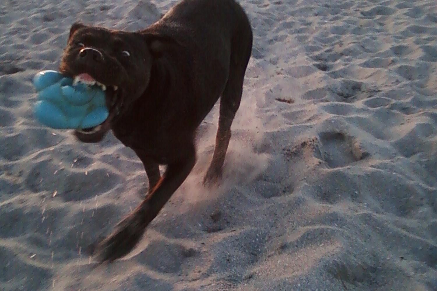 Brohard Paw Park 13