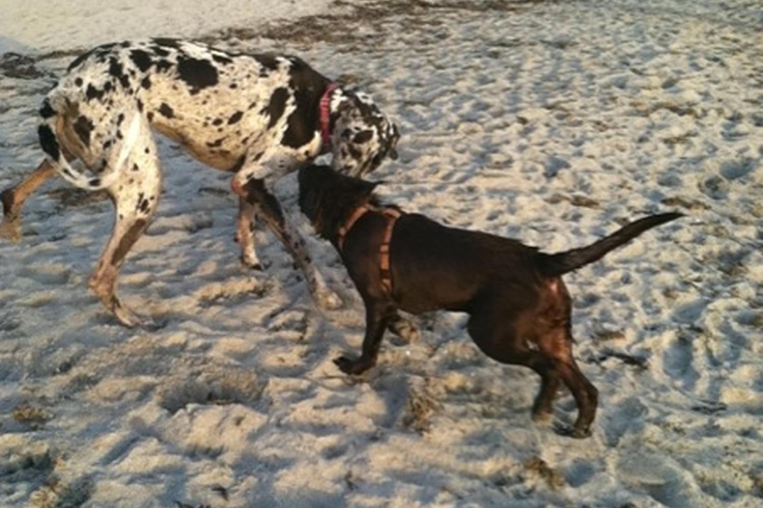 Brohard Paw Park 20