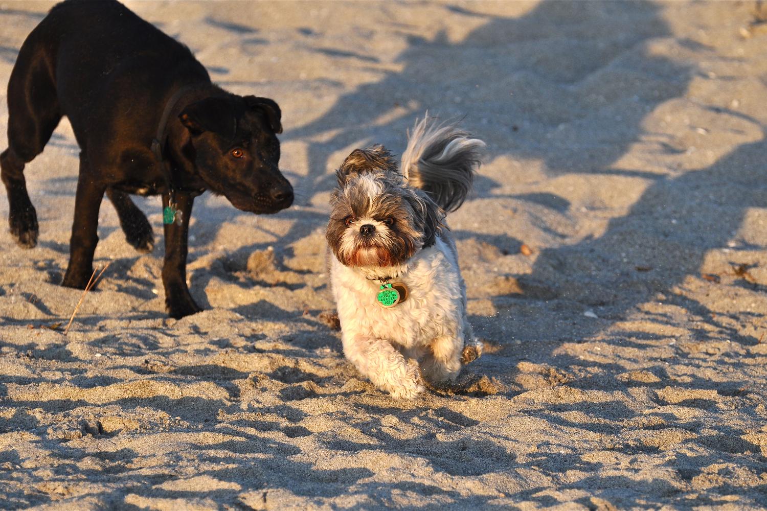 Brohard Paw Park 10