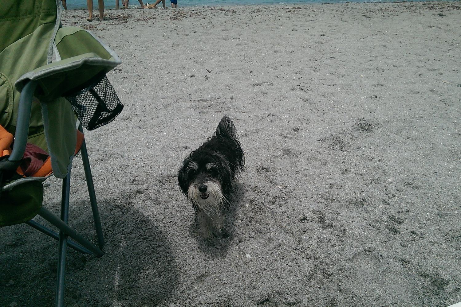 Brohard Paw Park 40
