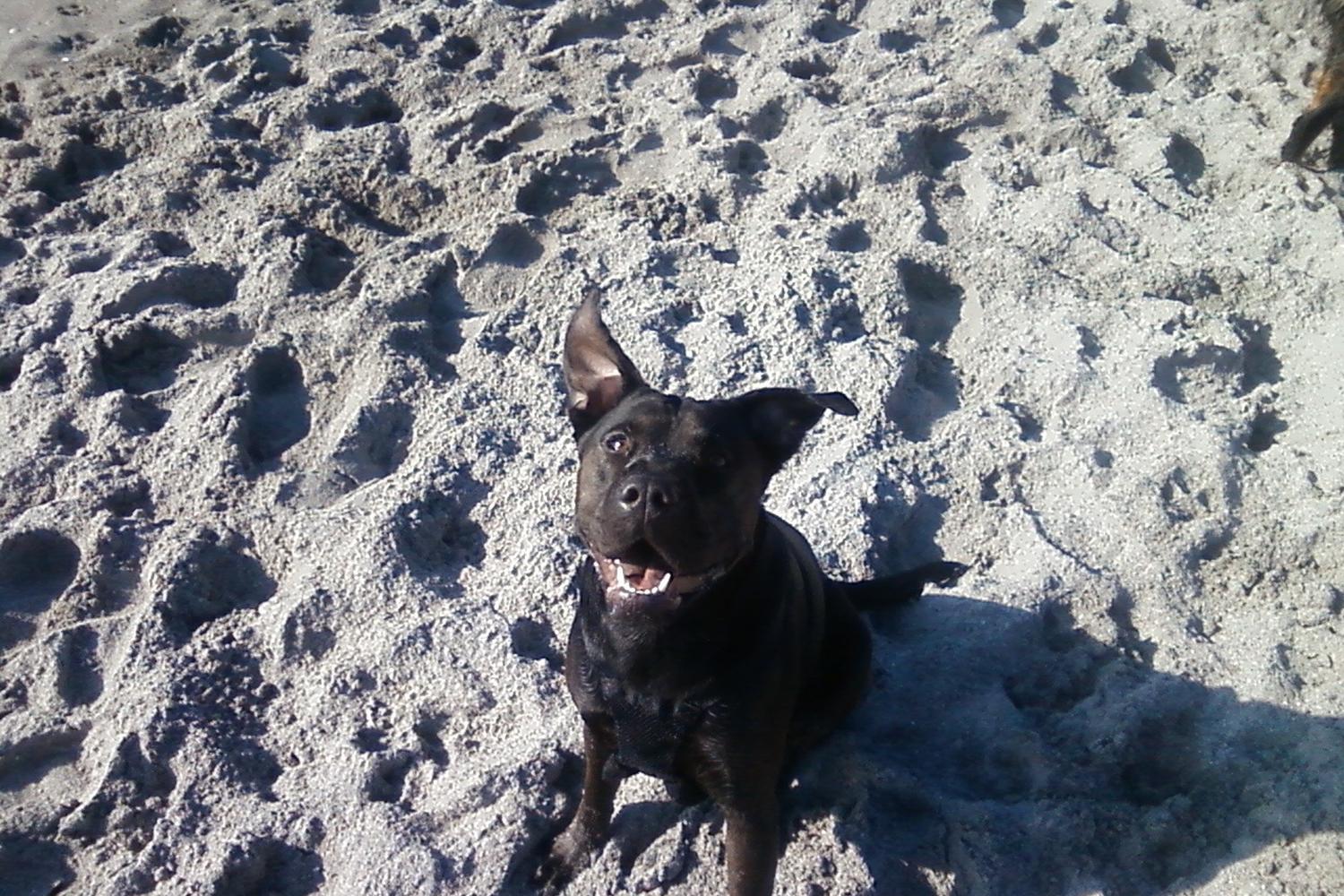 Brohard Paw Park 14