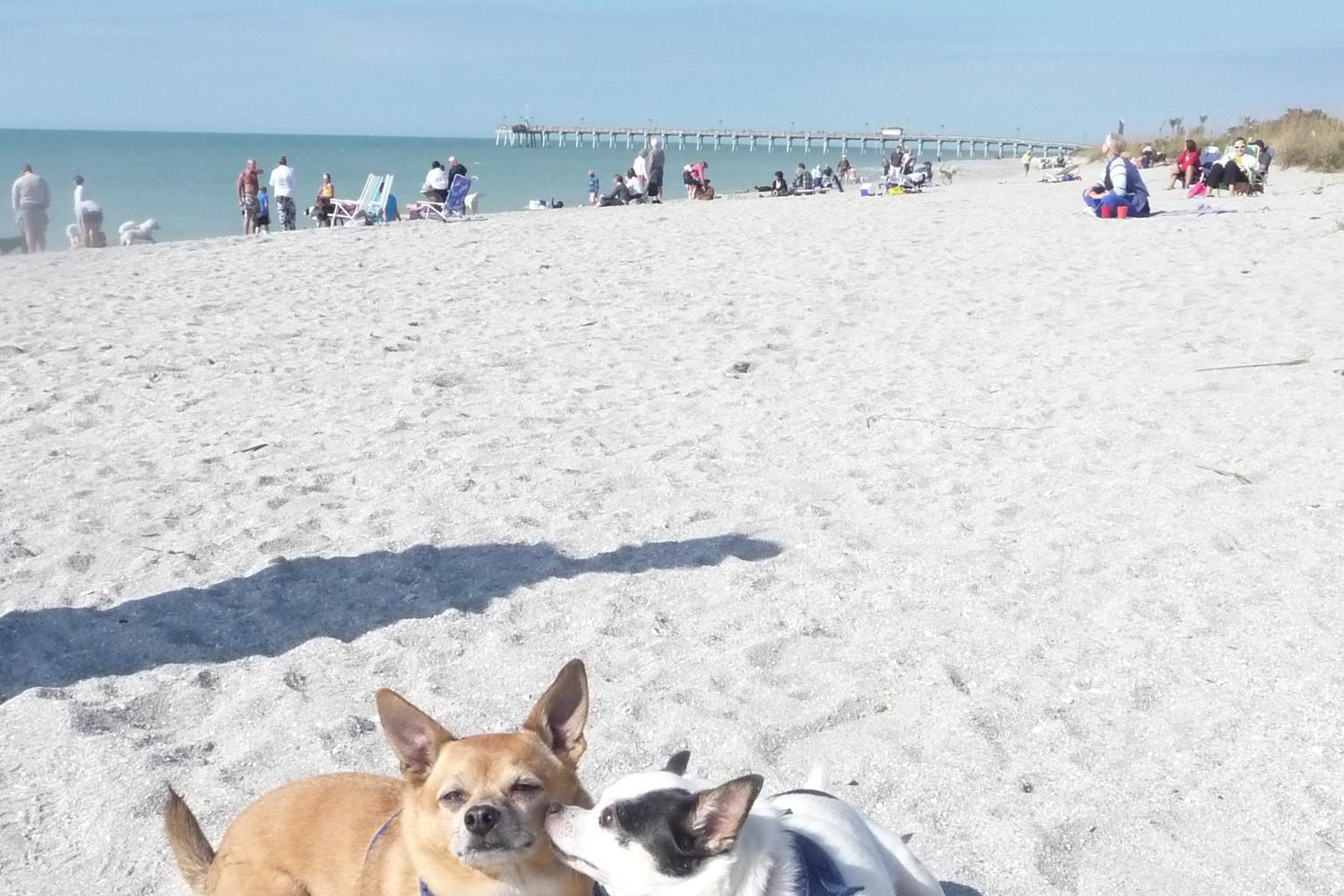 Brohard Paw Park 1