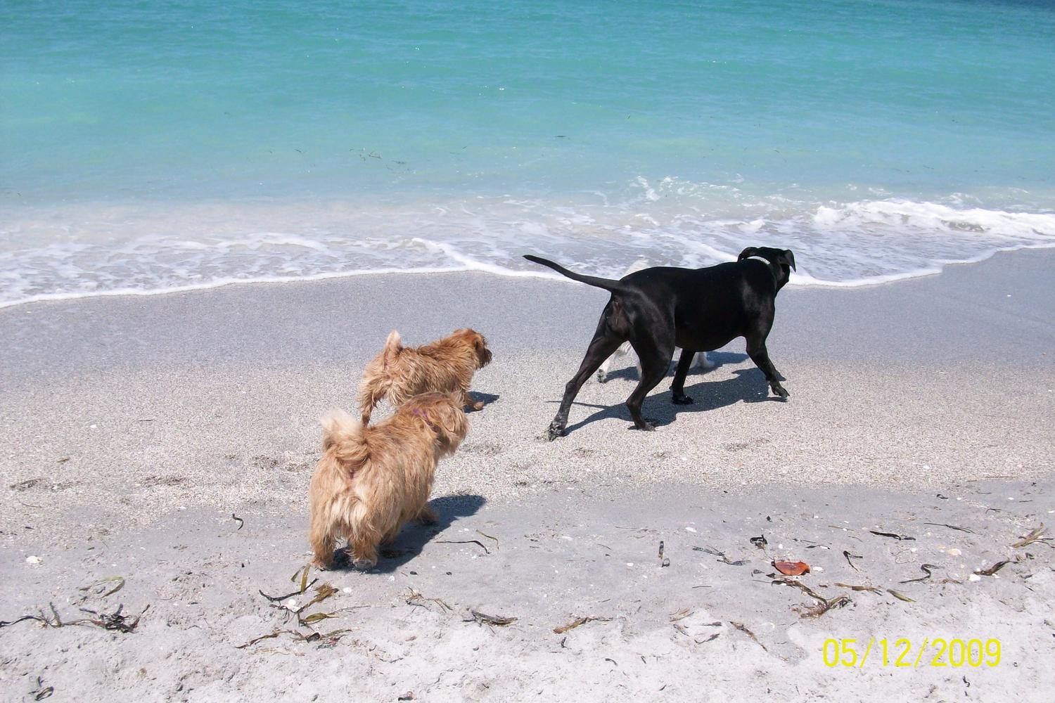 Brohard Paw Park 11