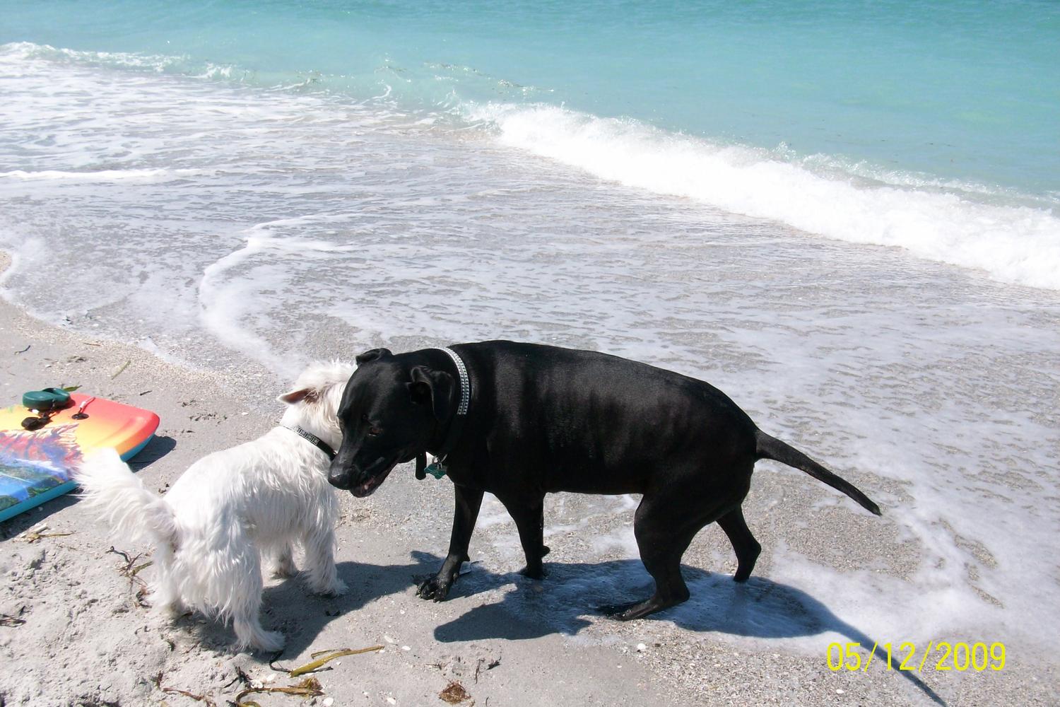 Brohard Paw Park 12