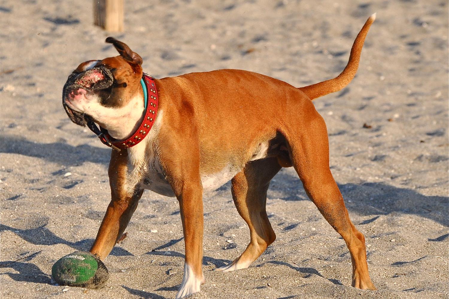 Brohard Paw Park 5
