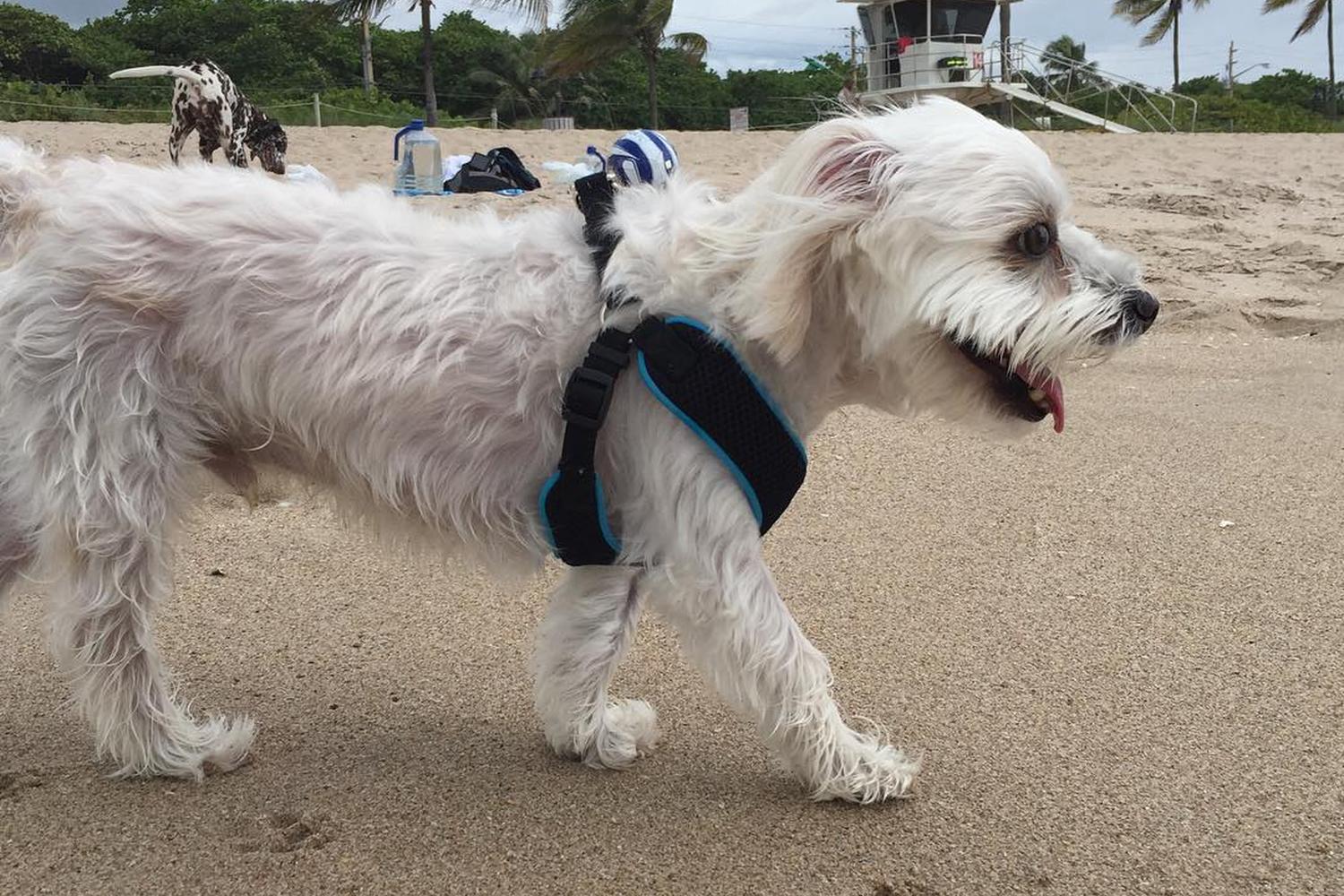 Fort Lauderdale Canine Beach 1