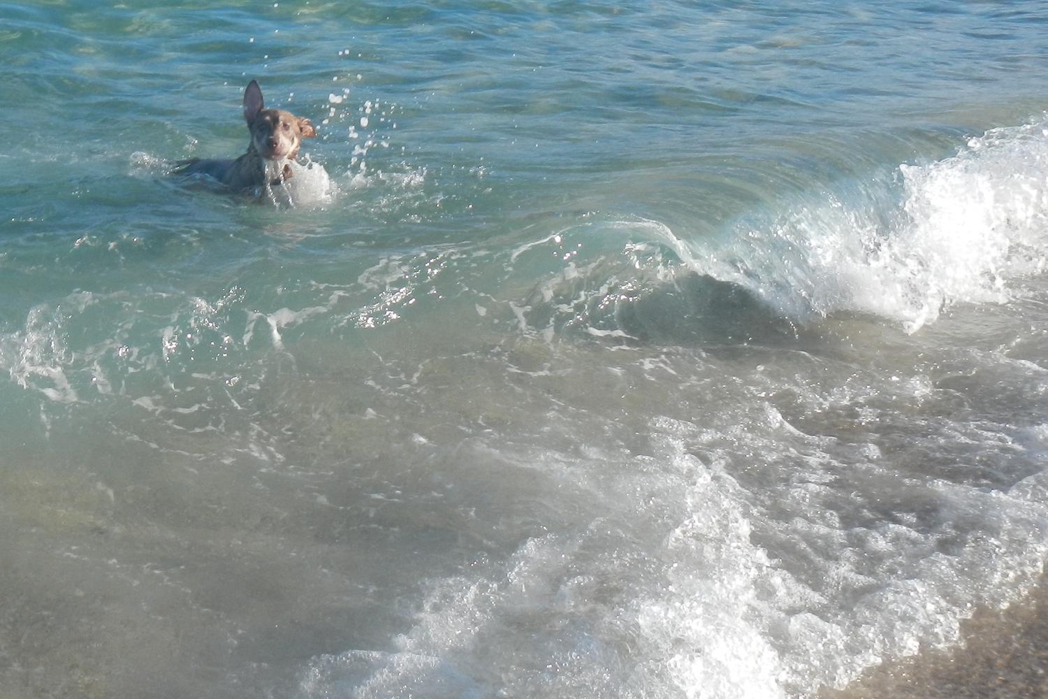 Fort Lauderdale Canine Beach 0