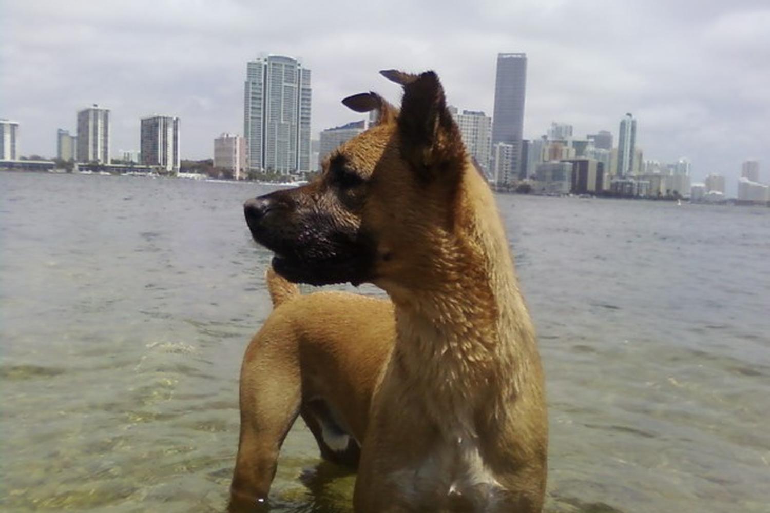 Hobie Island Beach Park 0