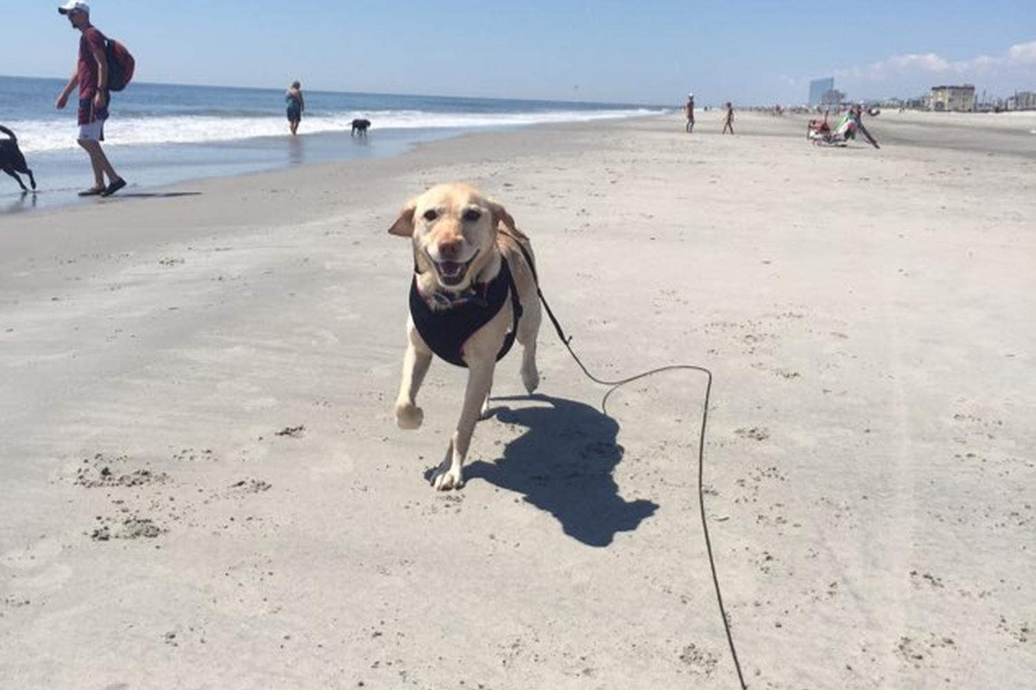 Brigantine North End Beach 0