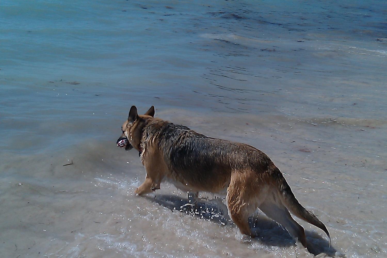 Key West Dog Beach 2