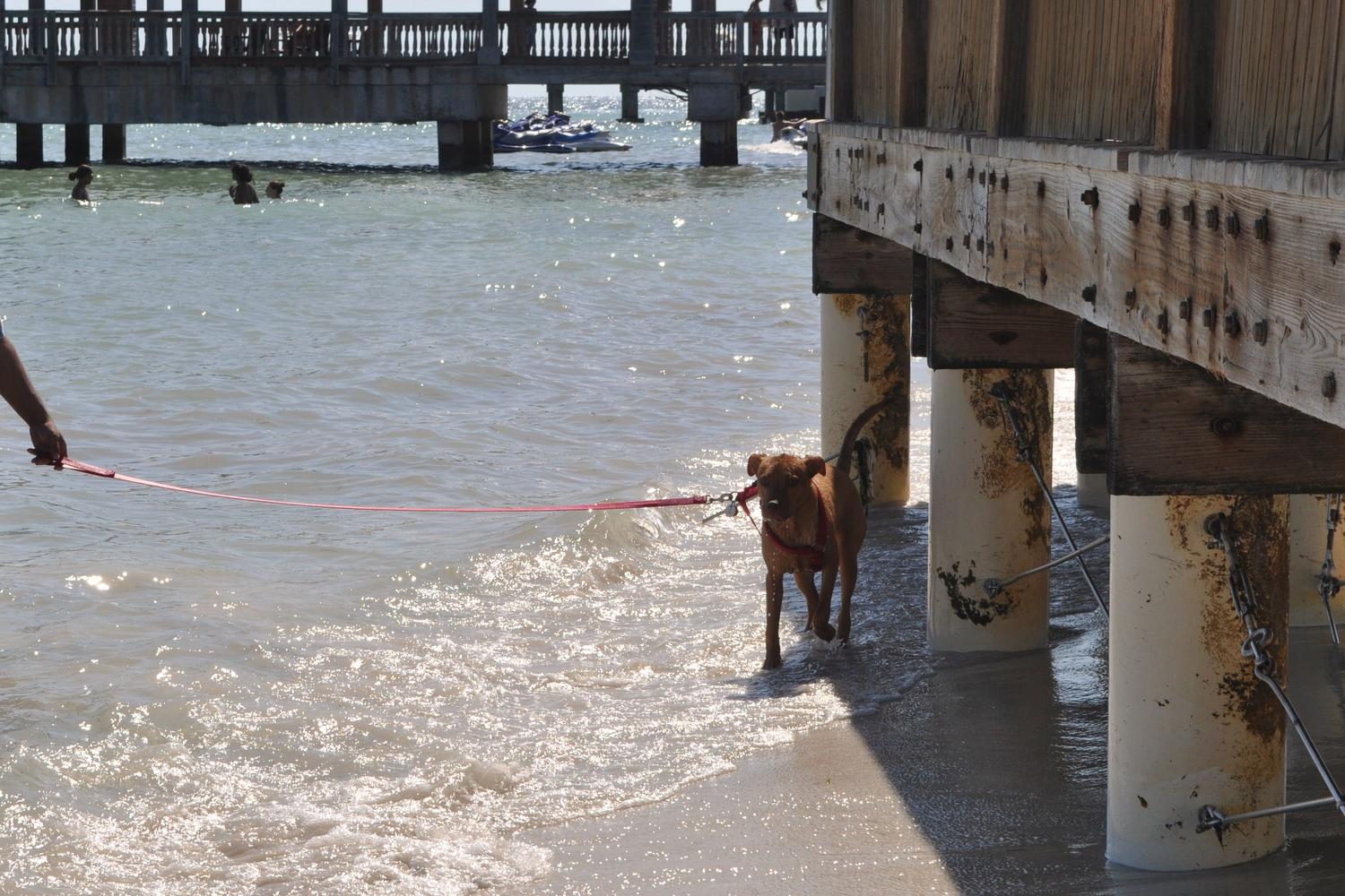Key West Dog Beach 1