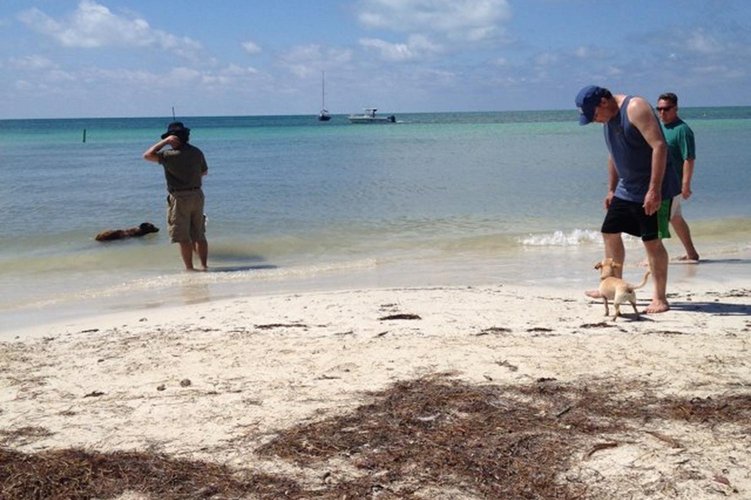 Key West Dog Beach 5