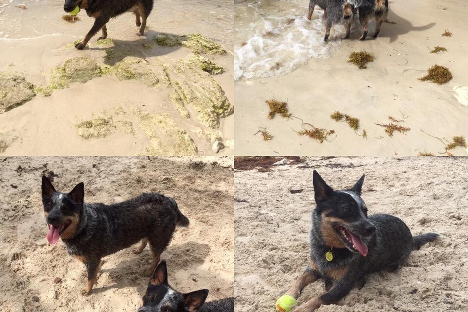 Key West Dog Beach 6