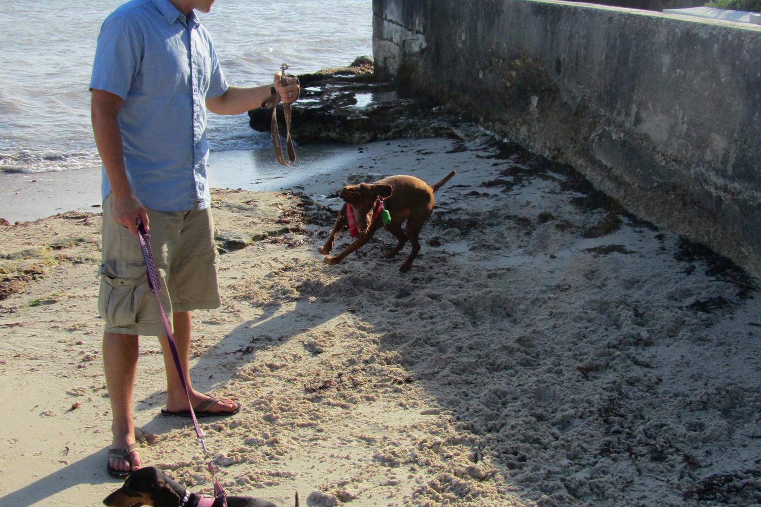 Key West Dog Beach 4
