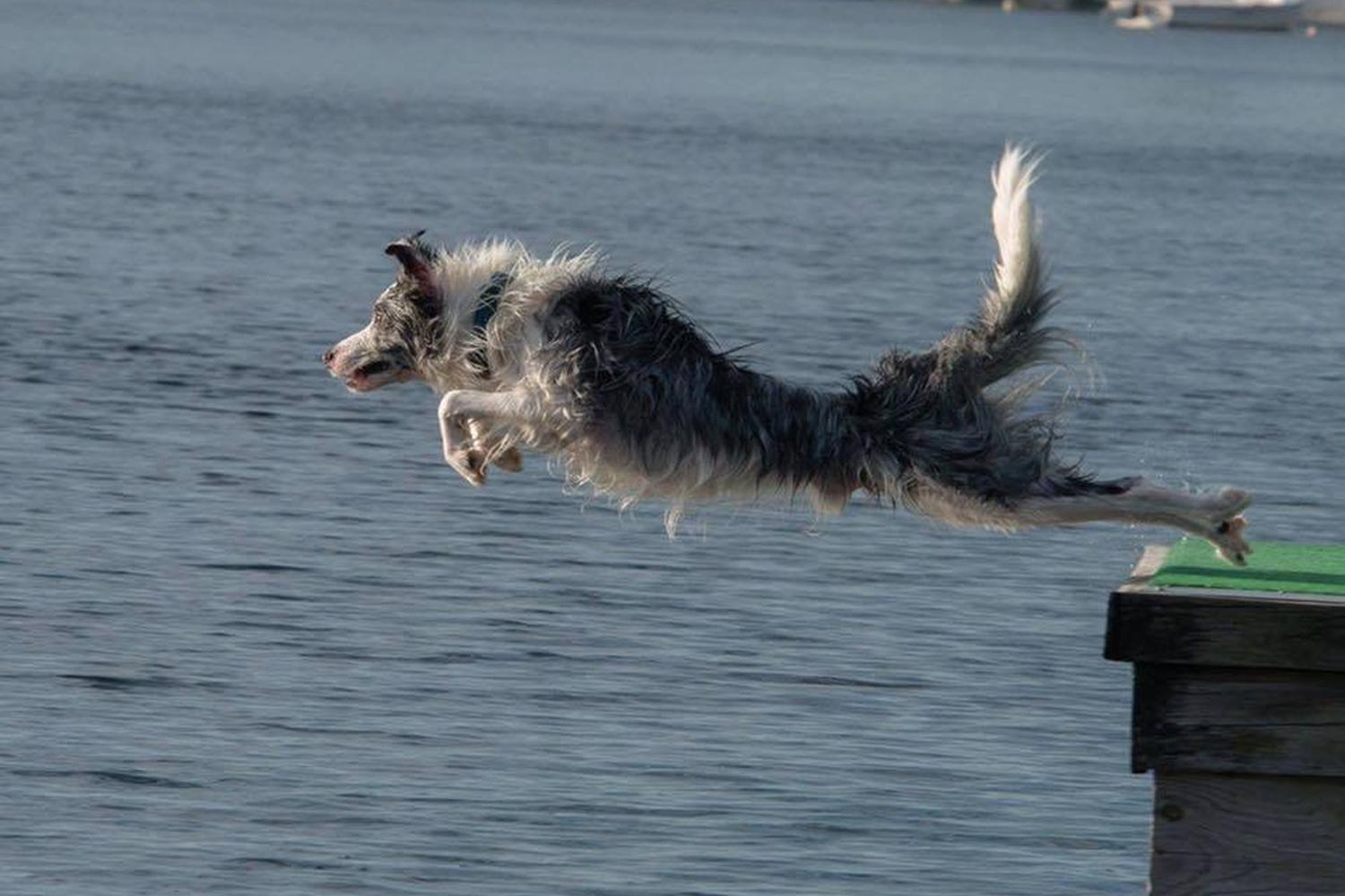 Performance Pups Freshwater Dog Beach 5