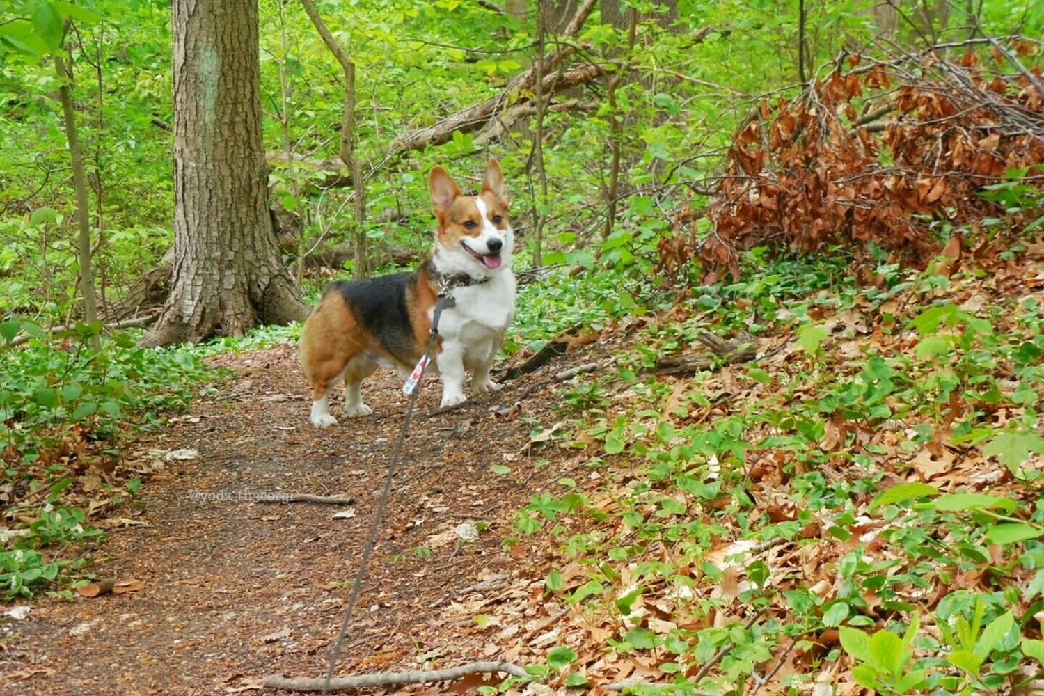 Walt Whitman Trail at West Hills County Park 0