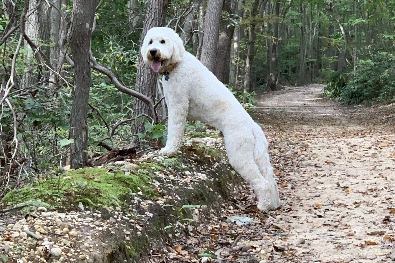 Walt Whitman Trail at West Hills County Park 4