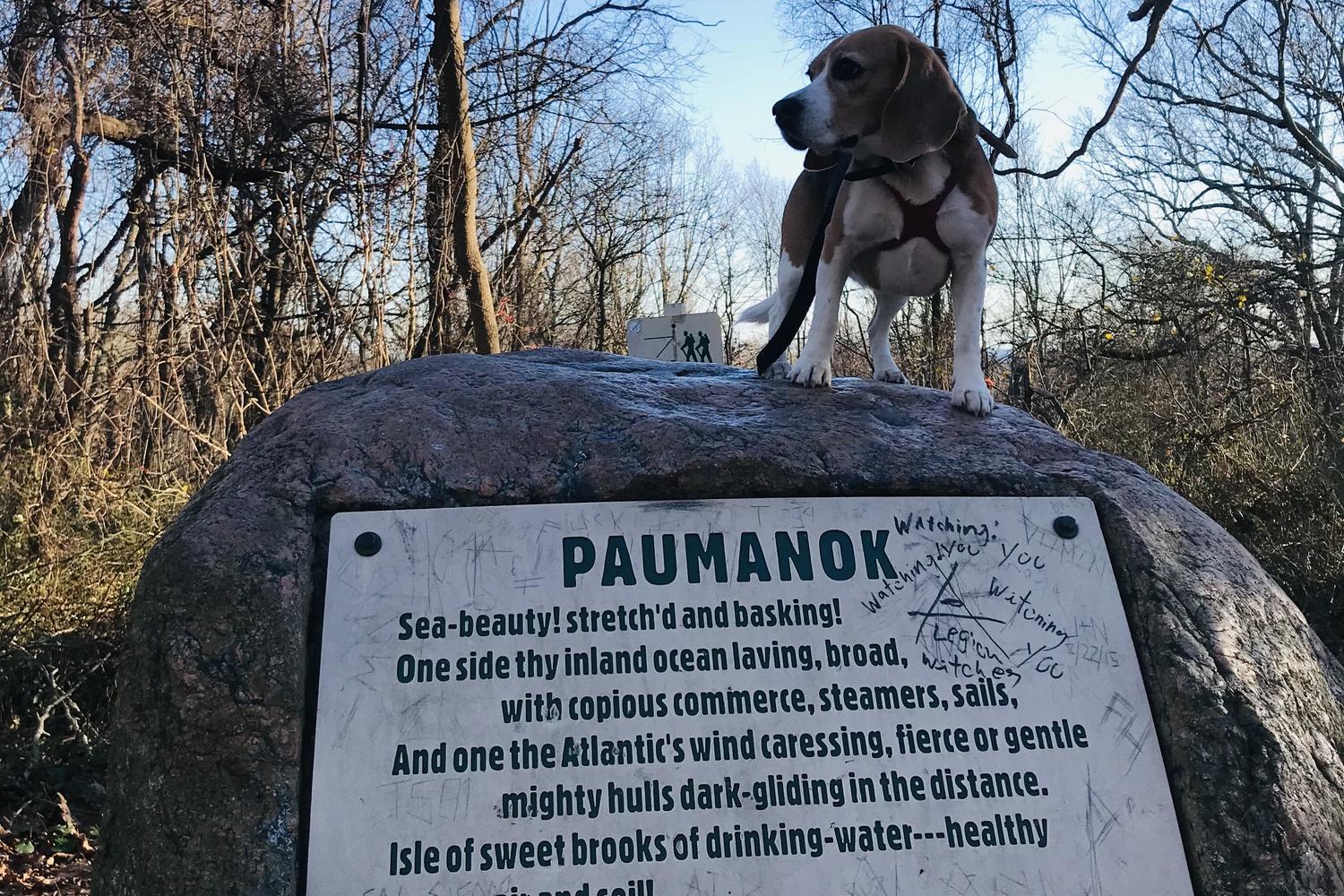 Walt Whitman Trail at West Hills County Park 3