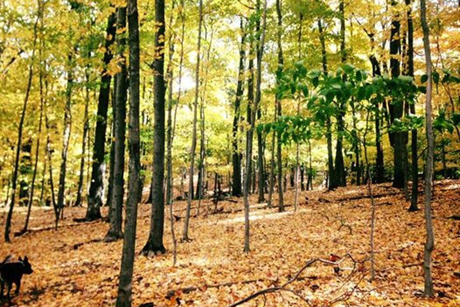 Hardscrabble Wilderness Area Trail 2