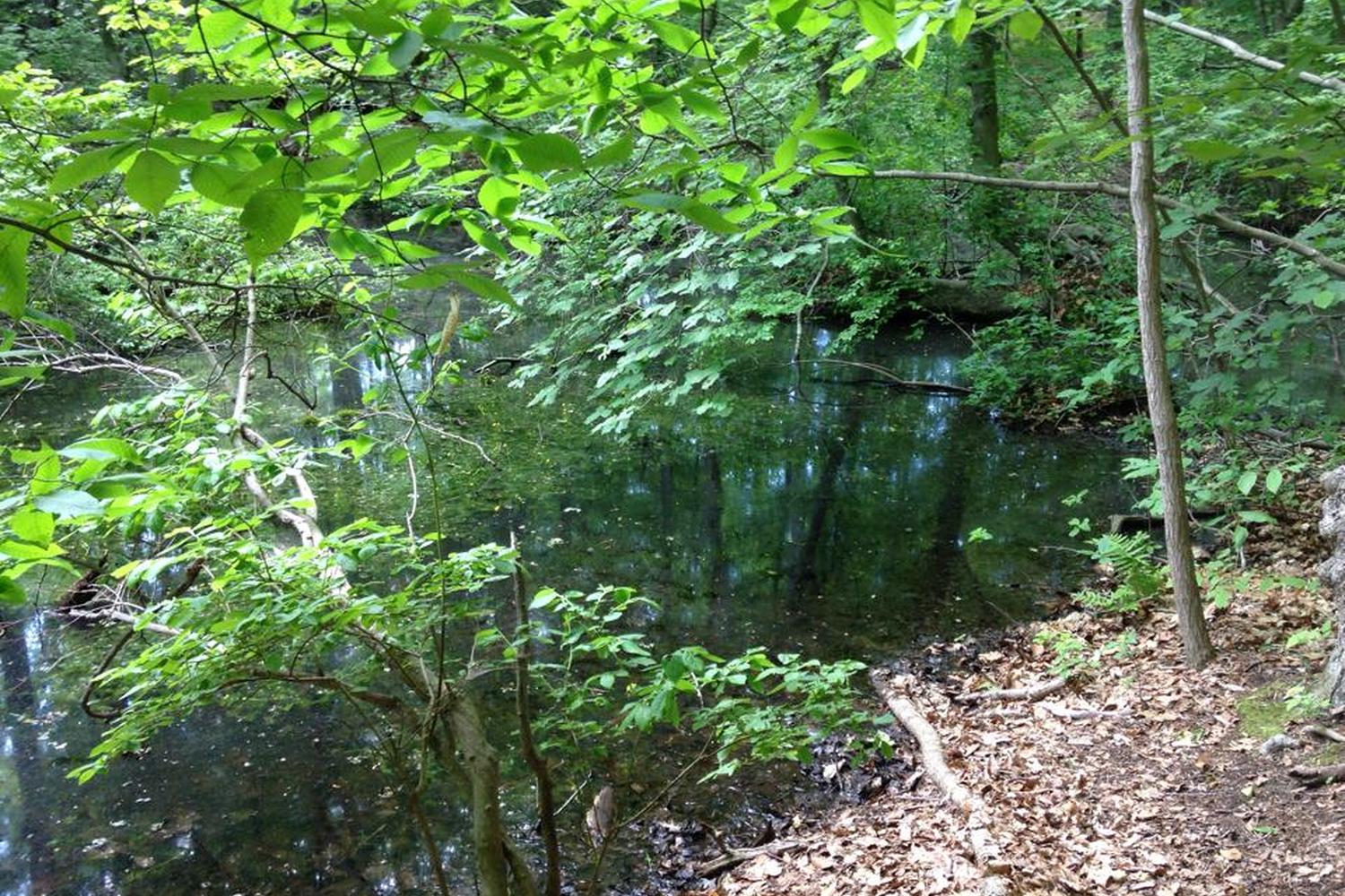 Hardscrabble Wilderness Area Trail 1