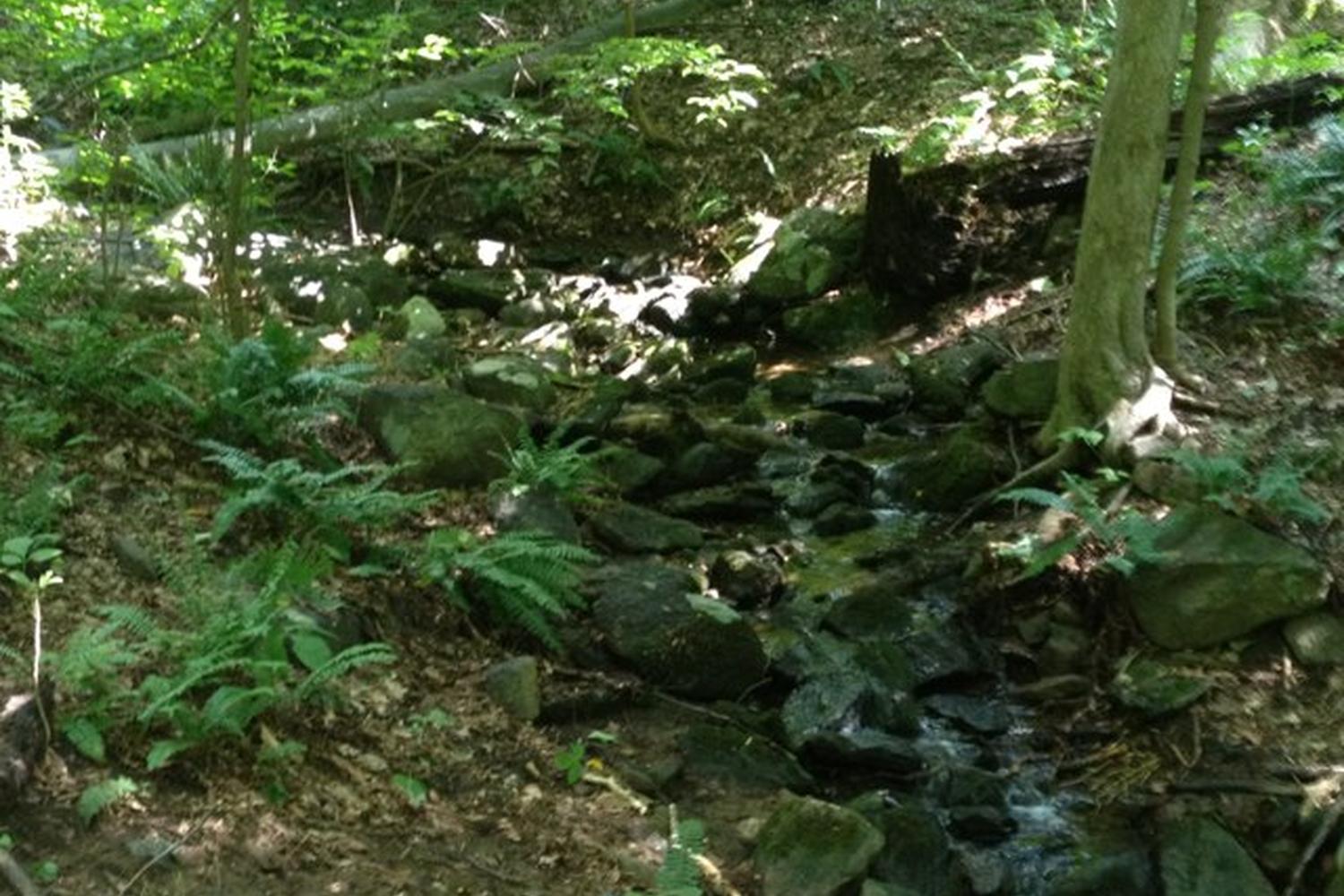 Hardscrabble Wilderness Area Trail 5