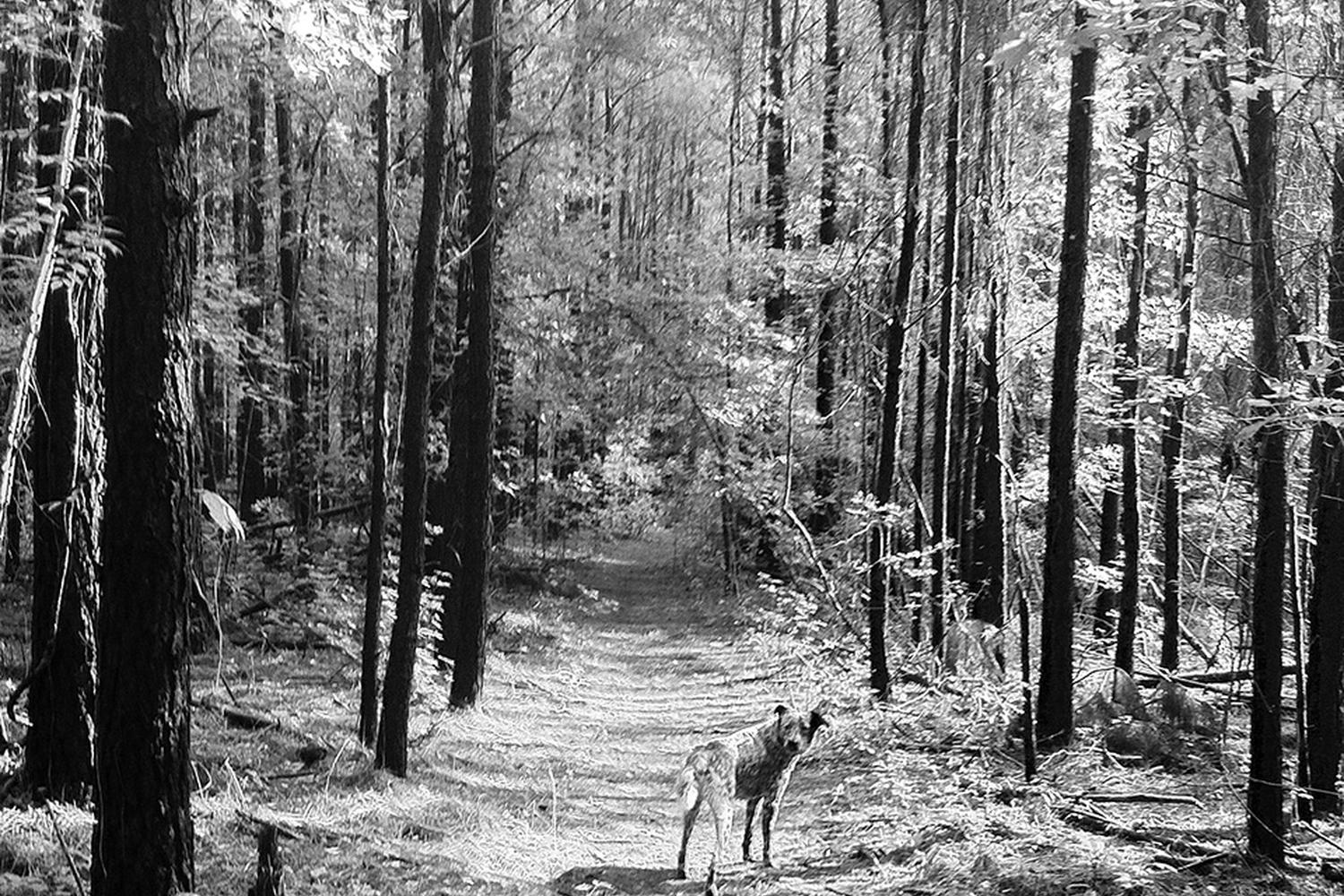Abbey Nature Trail 4