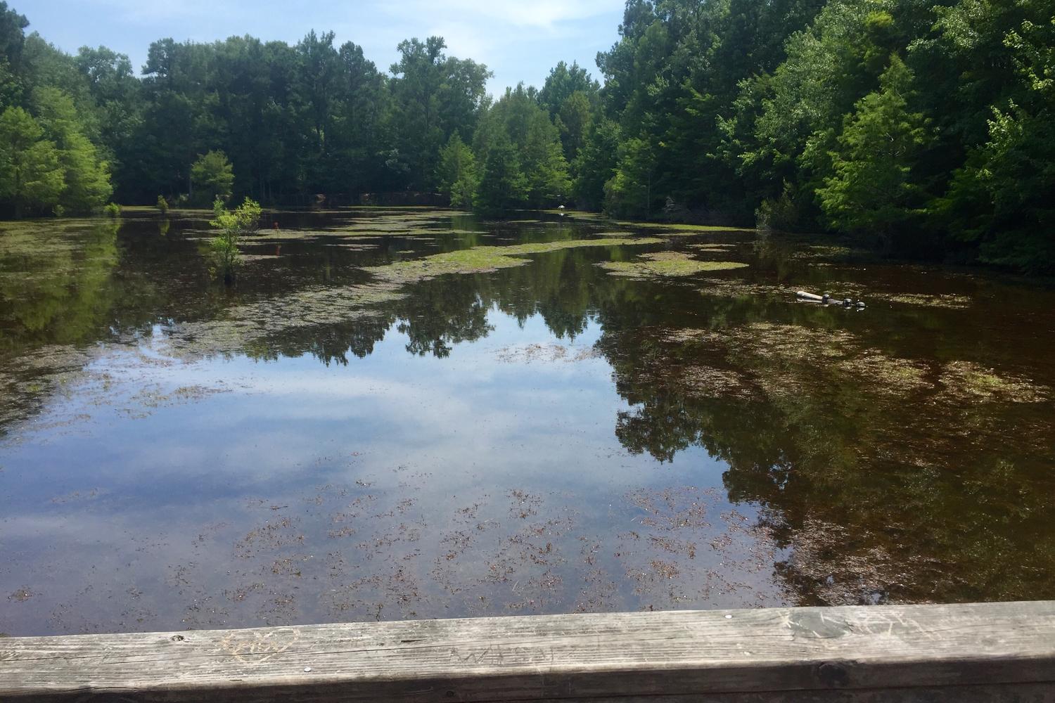Abbey Nature Trail 6