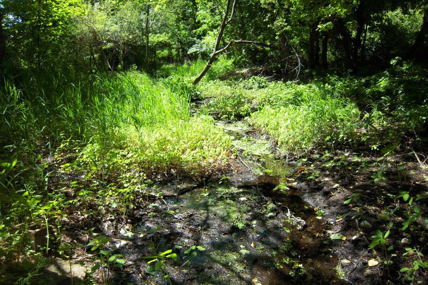 Gedney Park Off Leash Dog Area 4