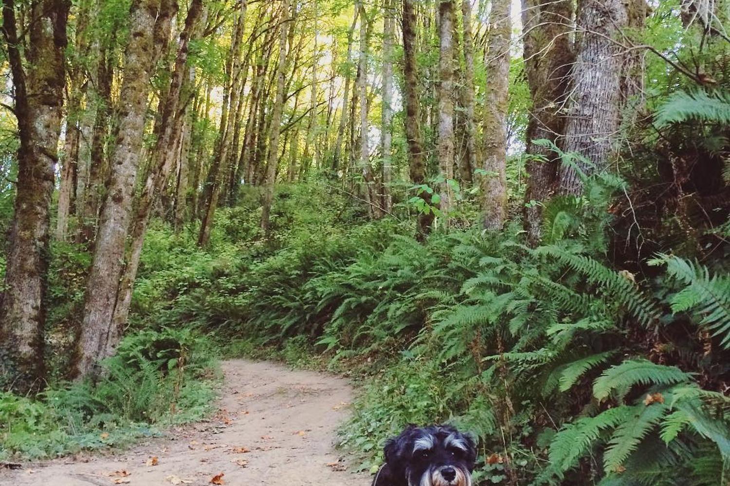 Wildwood Trail, Forest Park 2