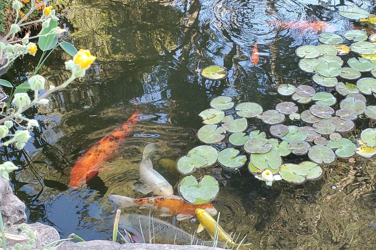 The Ruth Bancroft Garden 2