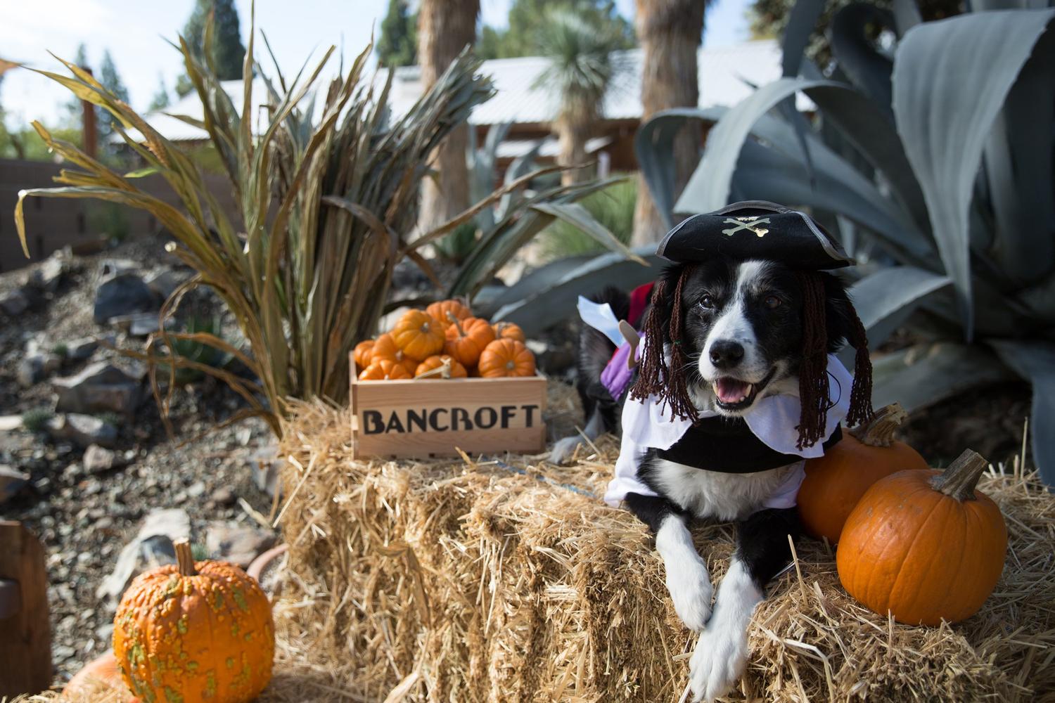 The Ruth Bancroft Garden 1
