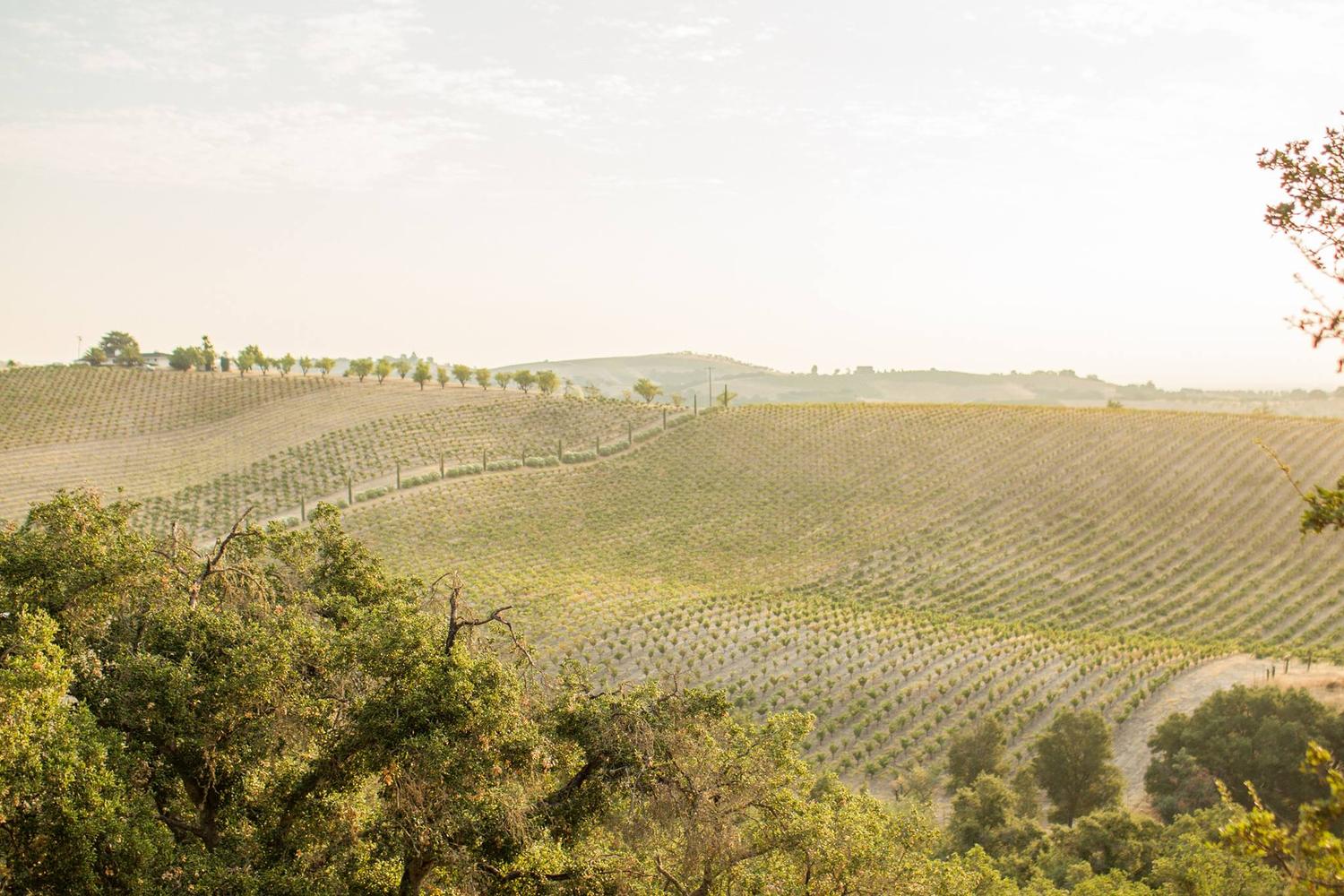 Seven Oxen Estate Wines 1
