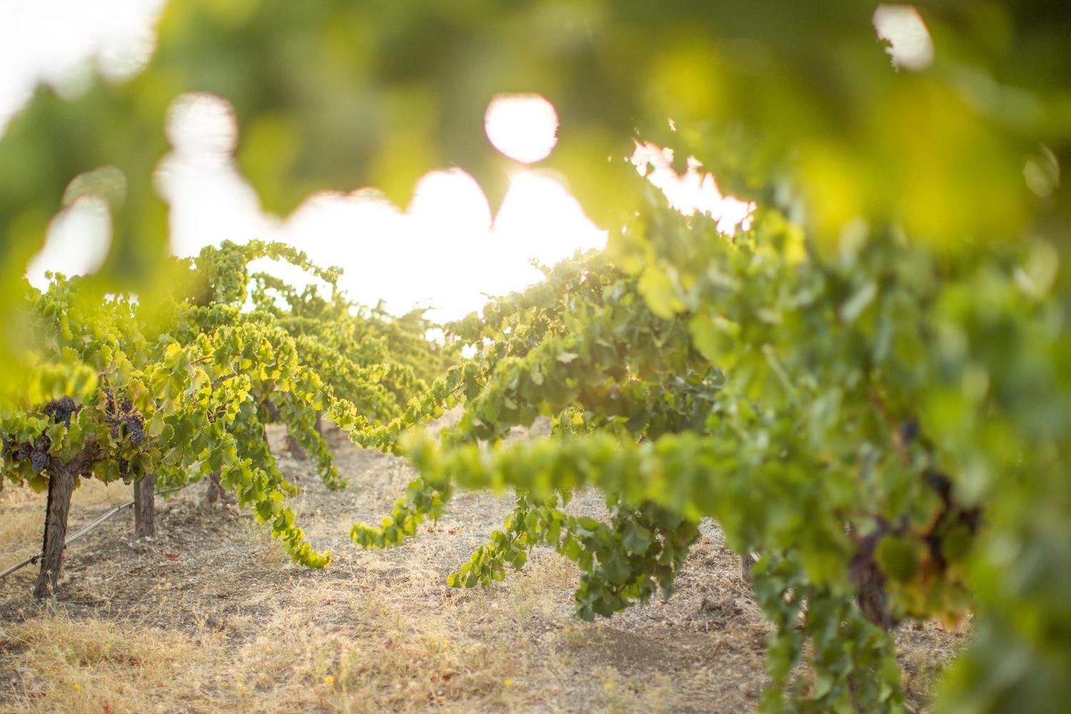 Seven Oxen Estate Wines 0