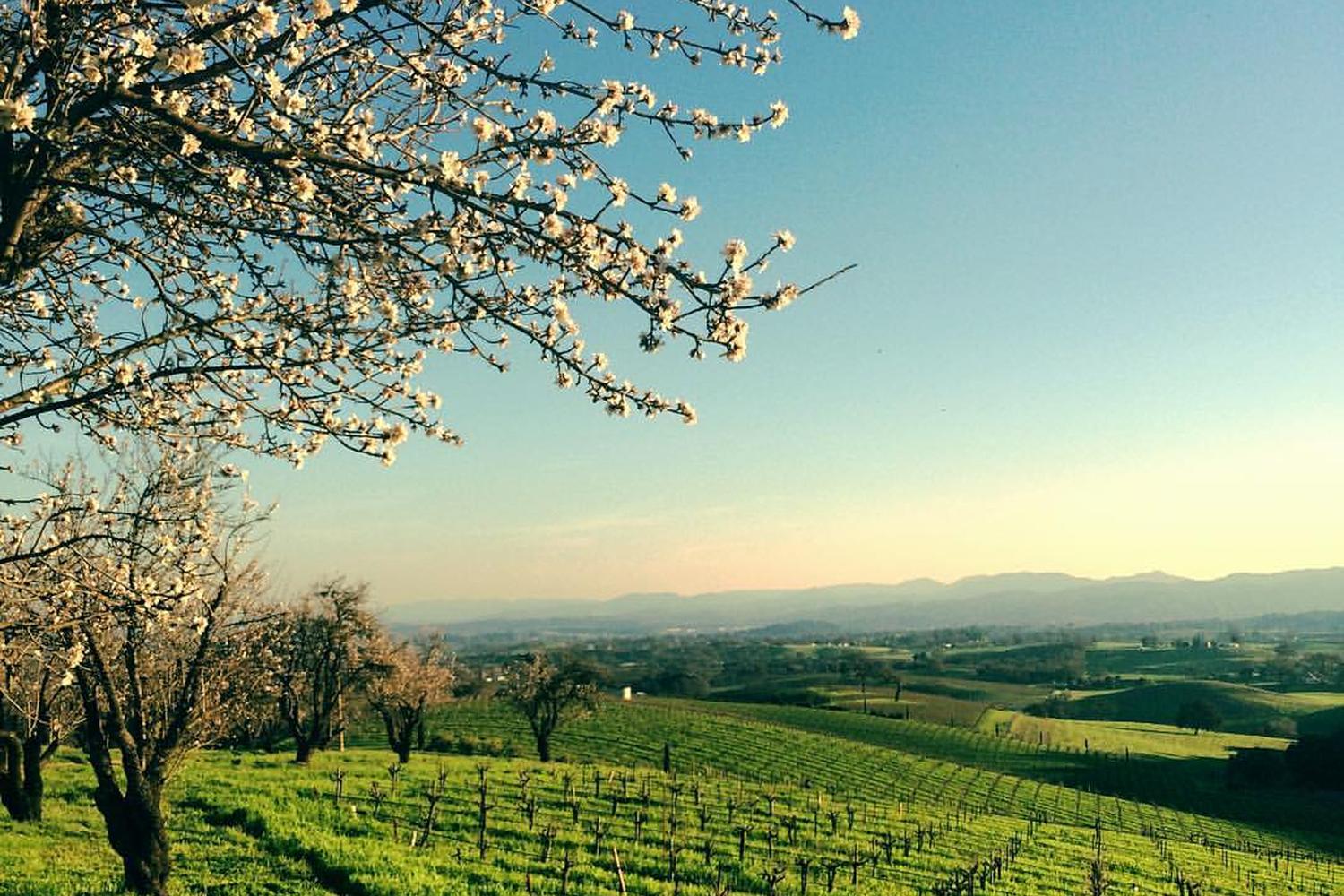 Seven Oxen Estate Wines 5