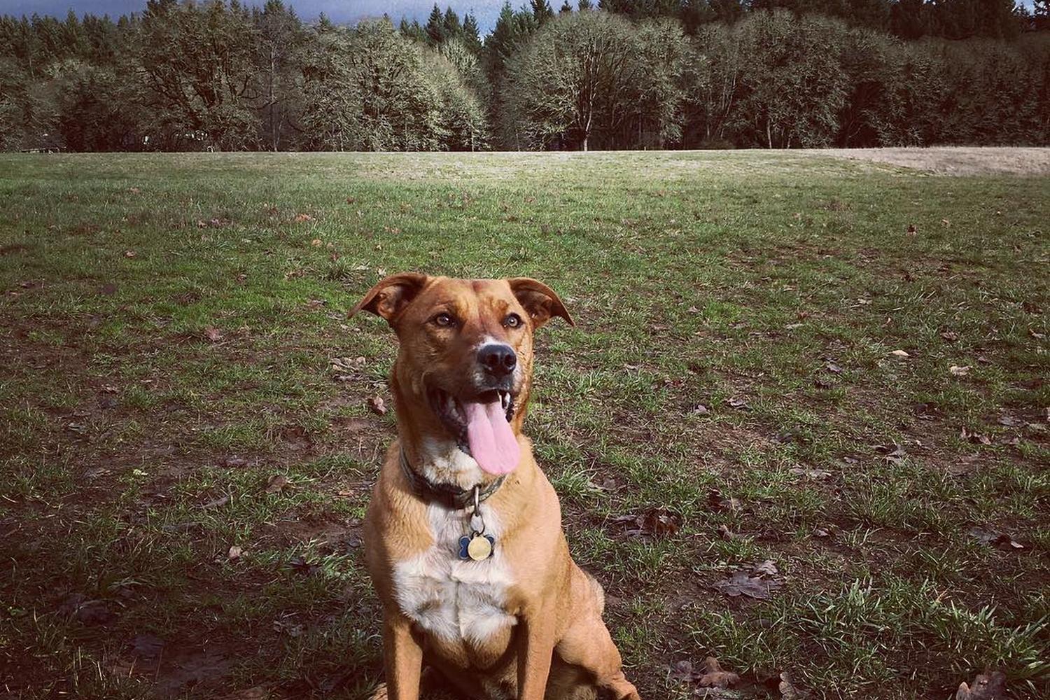 Woodland Meadow Park Dog Park 5