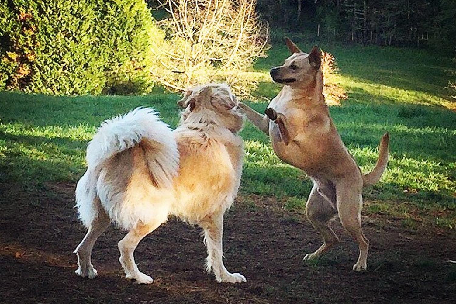 Woodland Meadow Park Dog Park 2