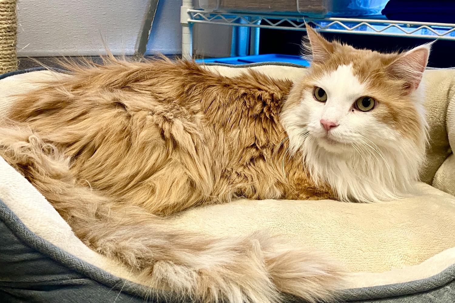 Palm Springs Animal Shelter 2
