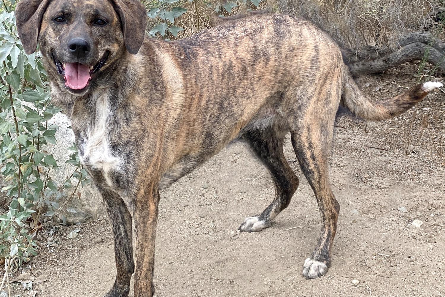 Palm Springs Animal Shelter 4