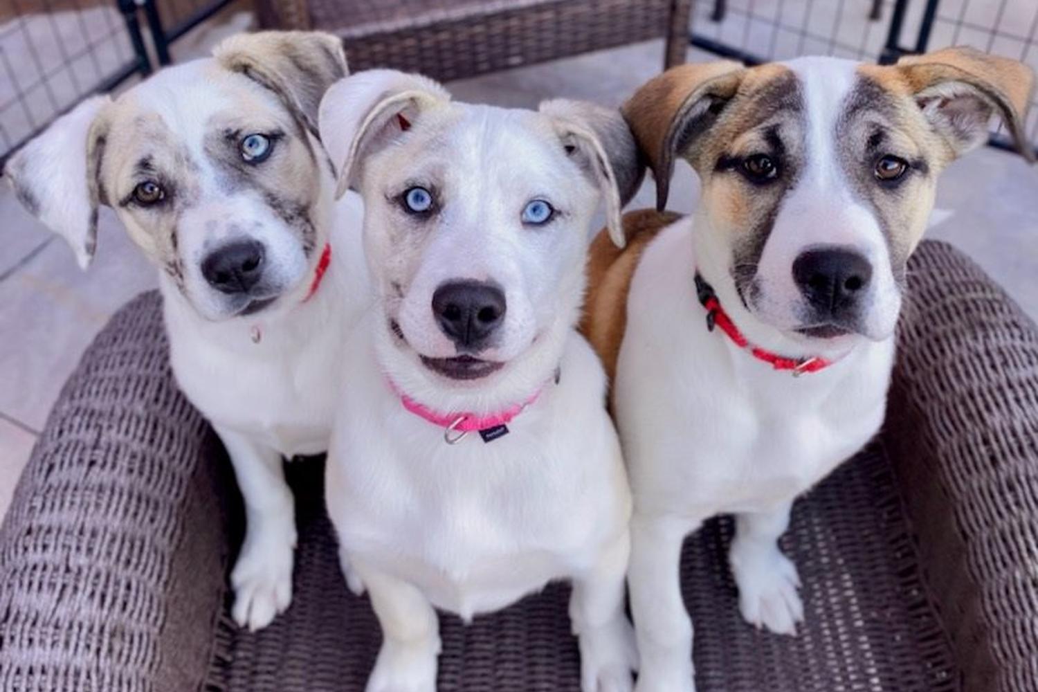 Palm Springs Animal Shelter 3