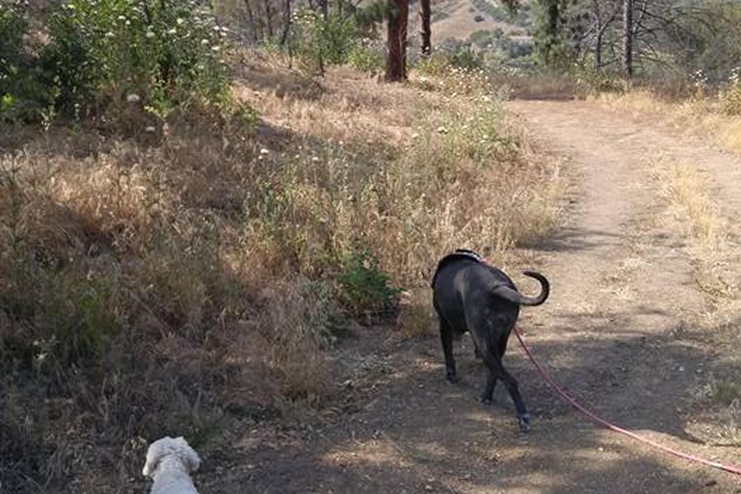 San Dimas Dog Park 2
