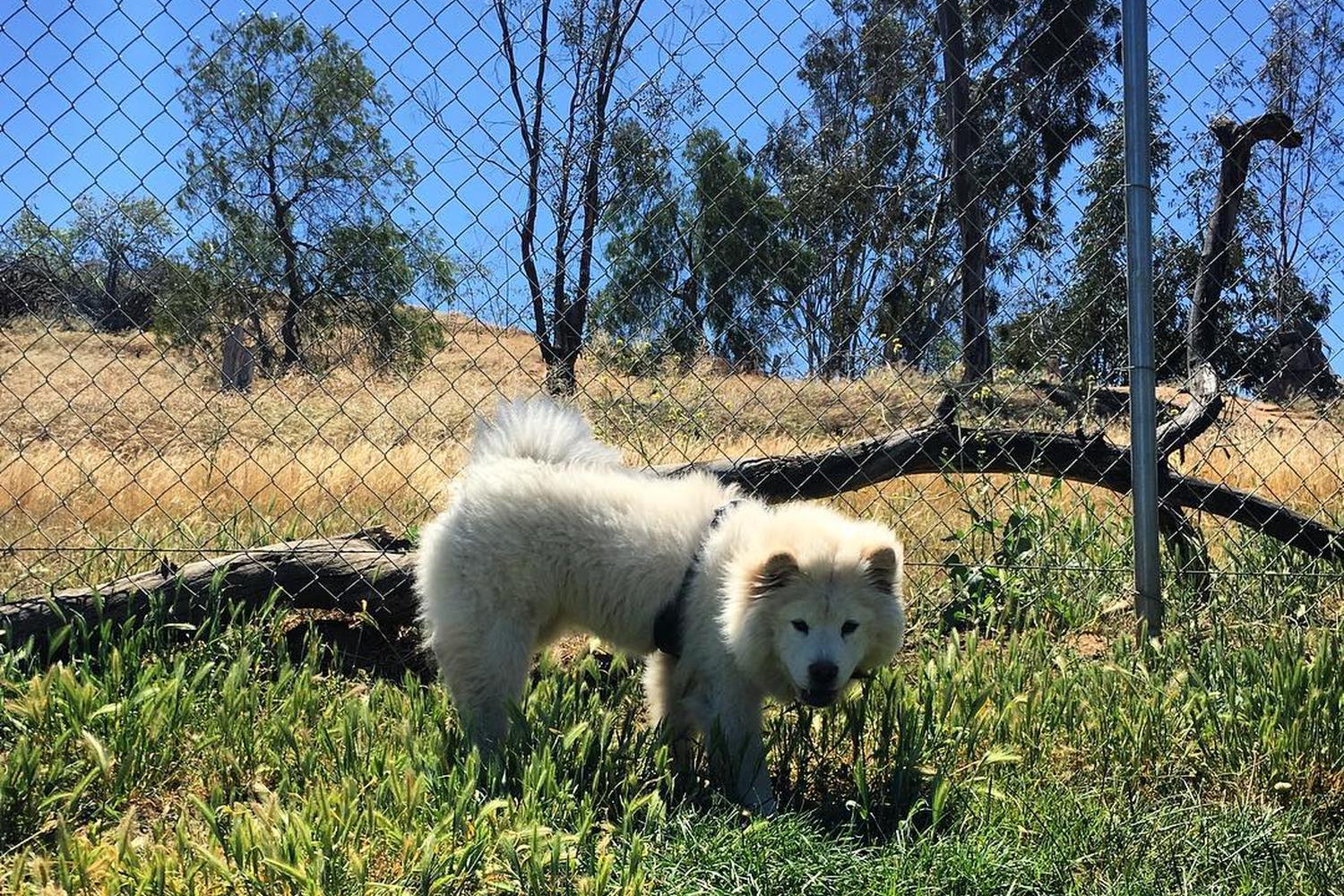 Loma Linda Large Dog Park 4