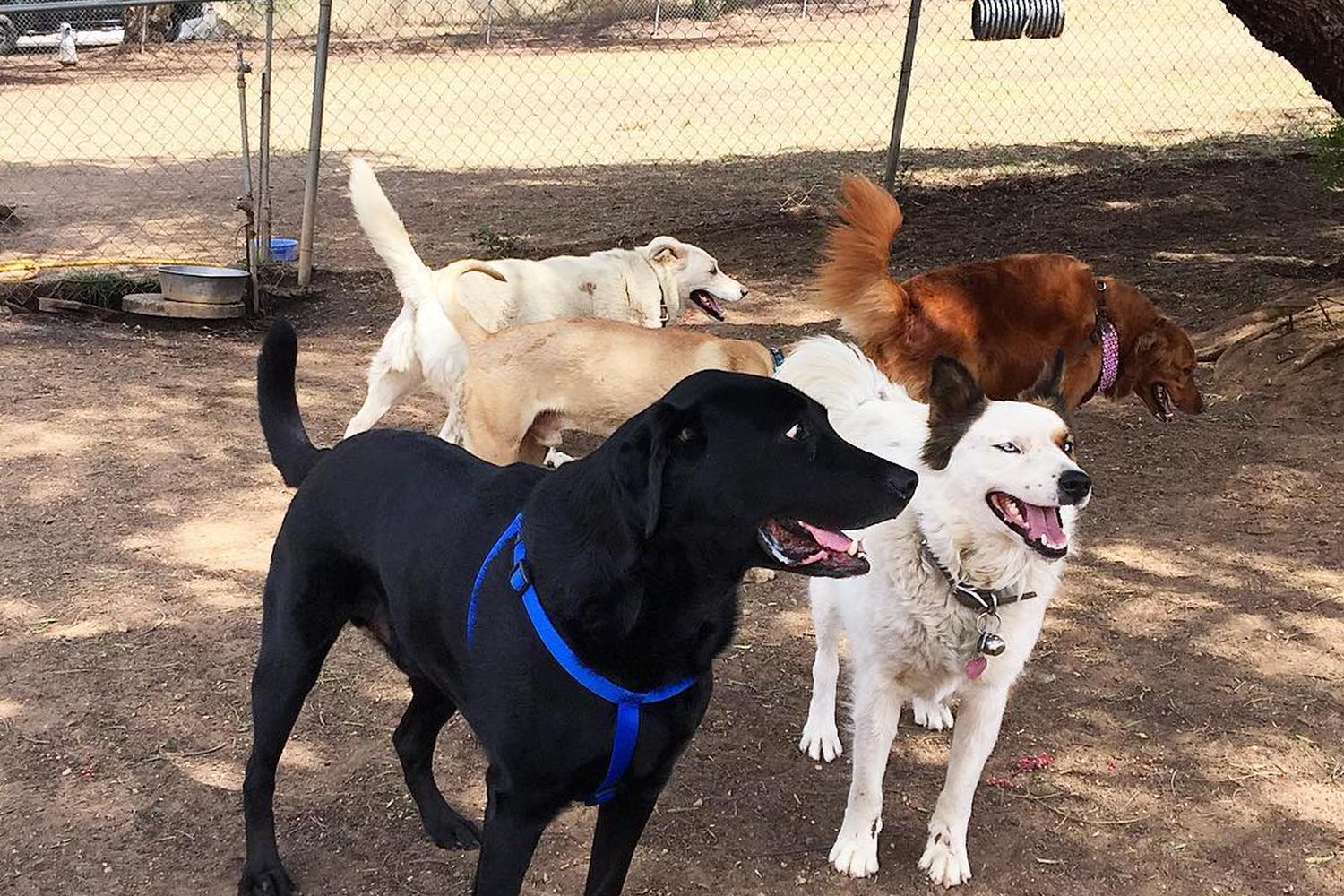 Loma Linda Large Dog Park 6